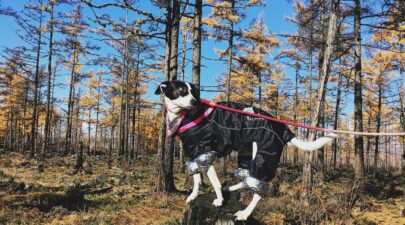 dog coat unsplash