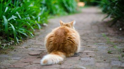 lostcat unsplash