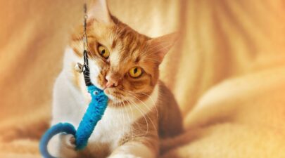 pet toys unsplash