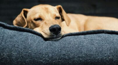 sleep dog unsplash.jpg