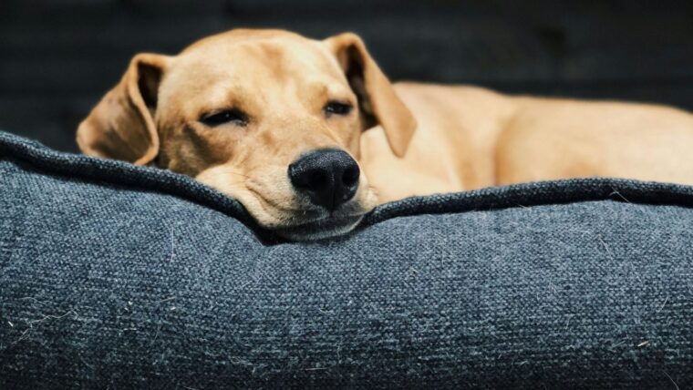 sleep dog unsplash.jpg